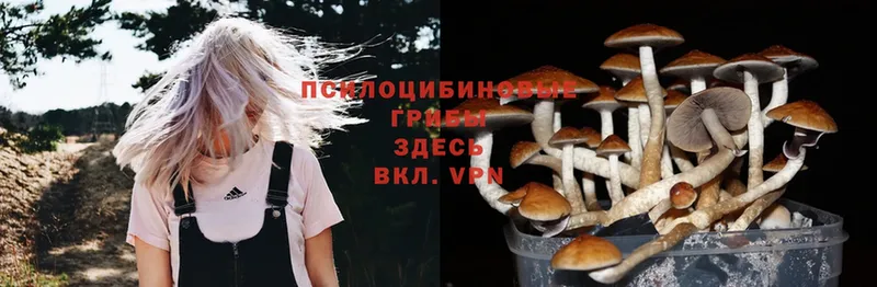 где найти   Богородицк  Галлюциногенные грибы Cubensis 